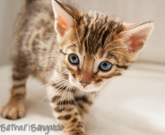 Bengal Kitten braun